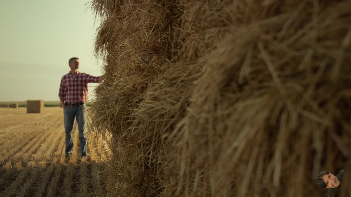 Search in a Haystack – Find a Great Startup Mentor